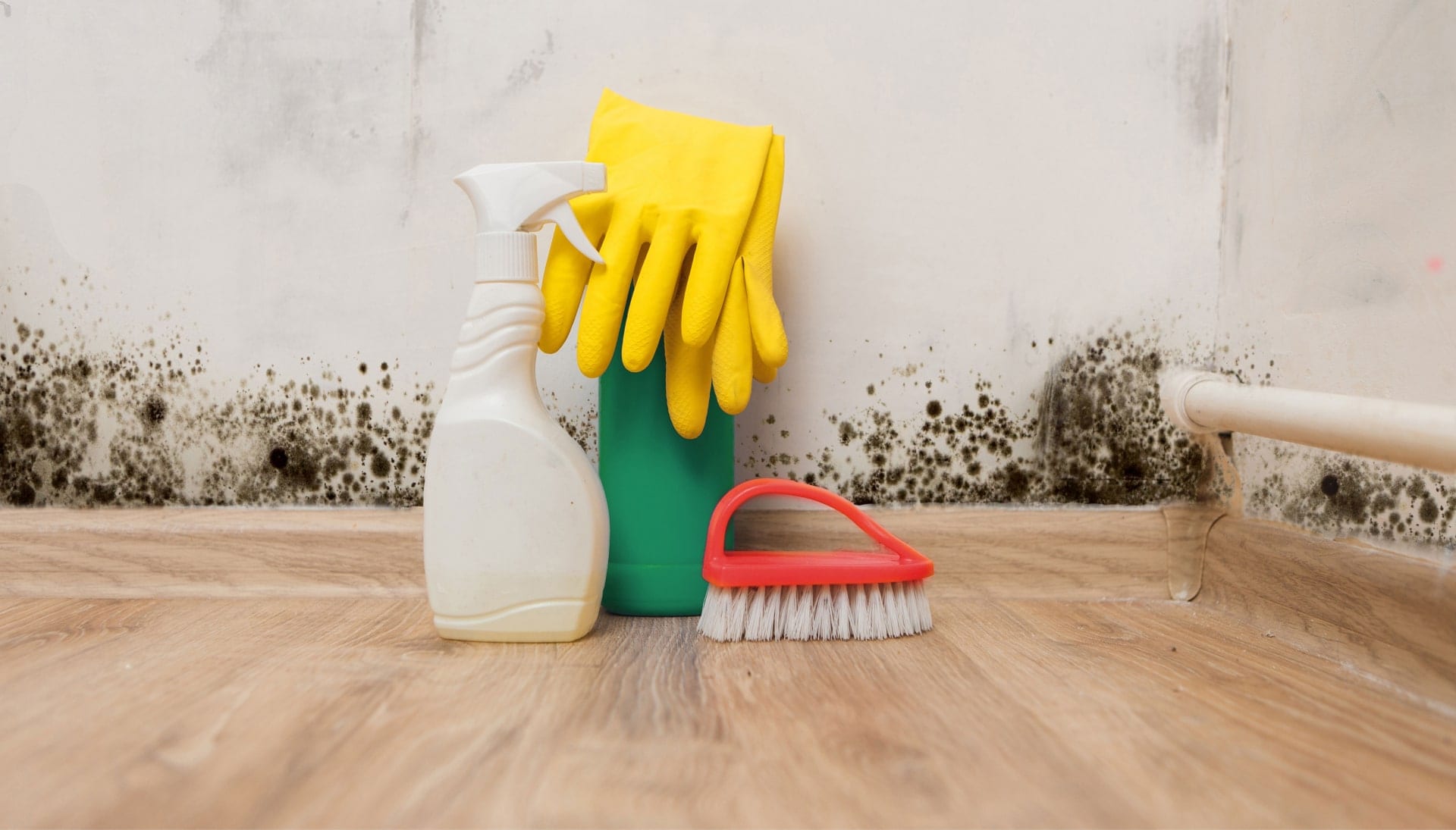 Know About Mold Removal In Macon